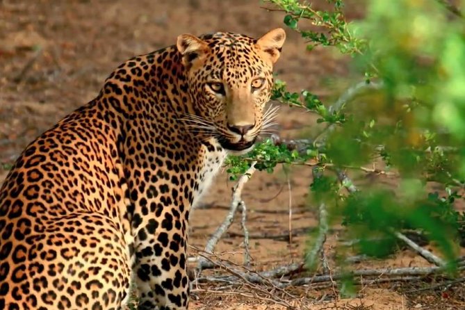 Yala National Park Private Safari trip from Galle/Unawatuna/Mirissa - What’s included, what isn’t, and how to plan your day without stress