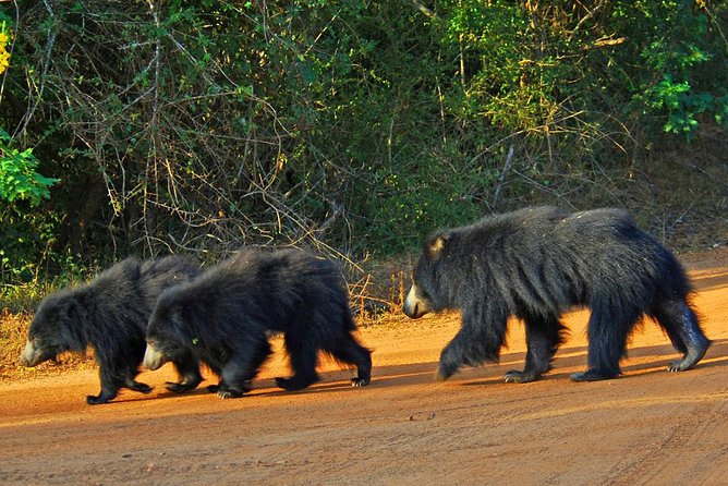 Yala National Park Private Safari trip from Galle/Unawatuna/Mirissa - Who should book this Yala safari, and who might want to rethink it