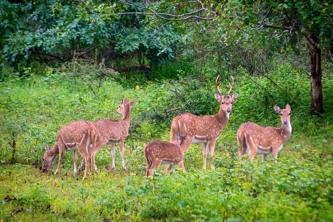 Yala National Park Private Safari trip from Galle/Unawatuna/Mirissa - Inside Yala: making the 4 hours count for elephants, leopards, and birds