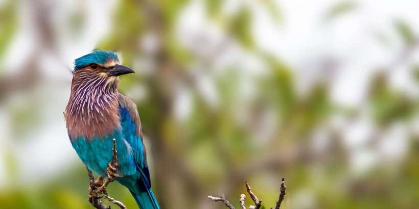 Yala National Park: Safari Experience at Dawn or Dusk - Who This Safari Fits Best