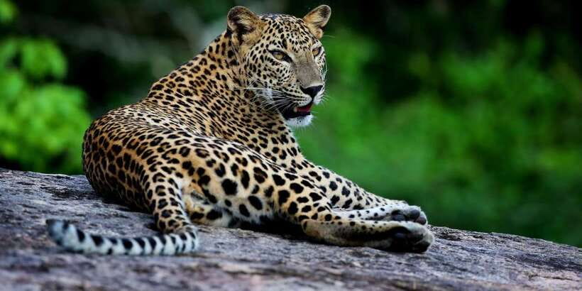 Yala National Park: Safari Experience at Dawn or Dusk - Kotapola Pickup and the Small-Jeep Advantage