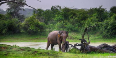 Yala National Park: Safari Experience at Dawn or Dusk - Yala at Dawn or Dusk: How the Timing Helps