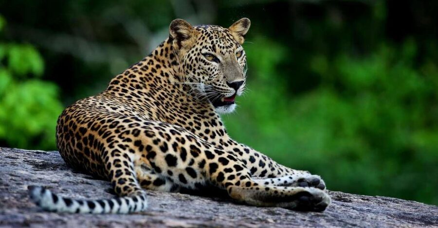 Yala National Park: Safari Experience at Dawn or Dusk - Birding in Yala: 215 Species Changes the Whole Game
