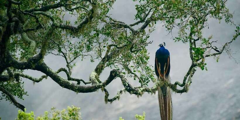Yala National Park: Safari Experience at Dawn or Dusk - Guide Quality and the Luck Factor: How to Get Better Outcomes