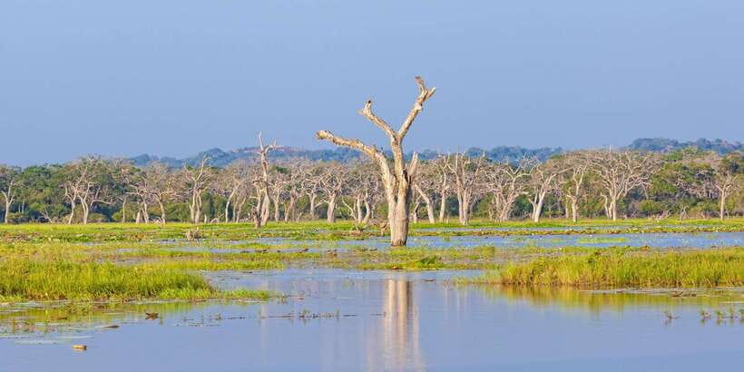 Yala National Park: Safari Experience at Dawn or Dusk - Price and Value: What You Pay (and What You Still Need to Budget)