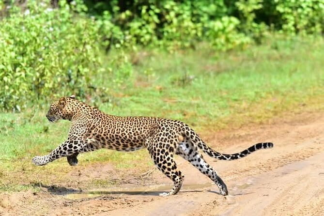 Yala National Park Safari from Ella - Key things I’d pay attention to before you go