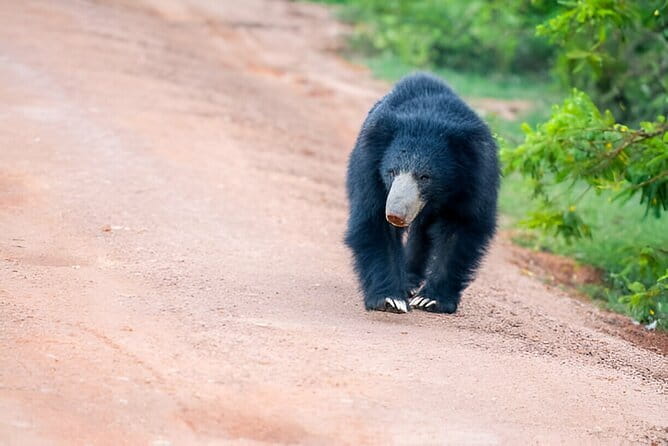 Yala National Park Safari from Ella - Why Yala from Ella works so well for wildlife lovers