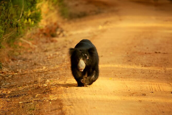Yala National Park Safari from Ella - Price and real-world value at $86 per person