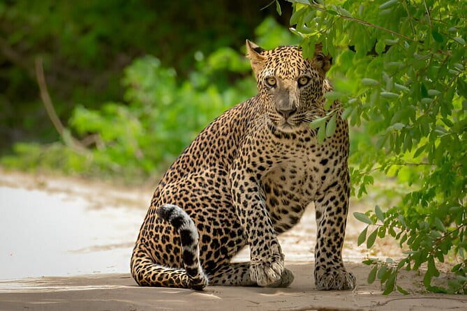 Yala National Park Safari from Ella - The 5:00 am start: early planning beats late luck