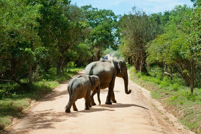 Yala National Park Safari from Hambantota port (Shore Excursion) - From Hambantota Port to Yala: how this half-day safari really plays out