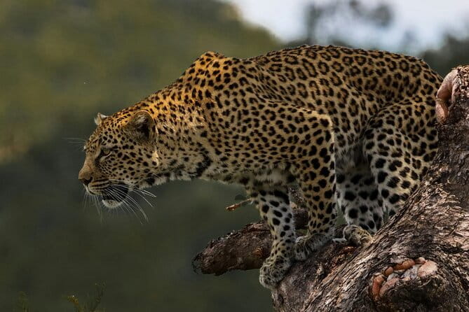 Yala National Park Safari from Hambantota port (Shore Excursion) - Yala National Park: what you’re there to see (and how to think about sightings)