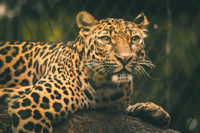 Yala National Park Safari from Hambantota port (Shore Excursion) - The park entrance fee: the one line item you should not forget