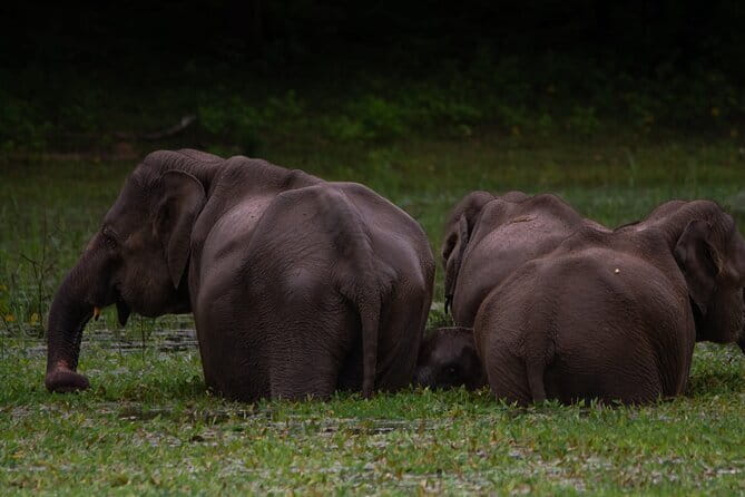Yala National Park Safari from Hambantota port (Shore Excursion) - Small group size: what it means for your experience