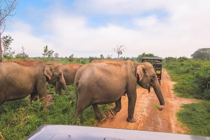 Yala National Park Safari from Hambantota port (Shore Excursion) - Who this Yala safari from Hambantota is best for (and who should reconsider)