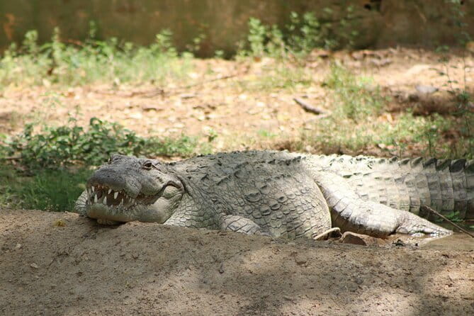 Yala National Park Safari |From Hambantota Port (Shore Excursion) - The 6-Hour Timeline: What Fills the Time (and What Doesn’t)