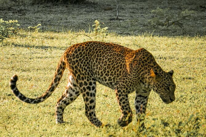 Yala National Park Safari from Hambantota Seaport - Key points at a glance