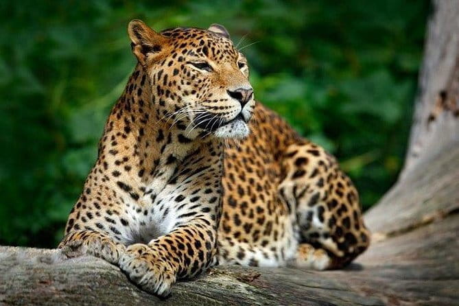 Yala National Park Safari from Hambantota Seaport - Hambantota Port Start: Breeze, Timing, and What to Watch