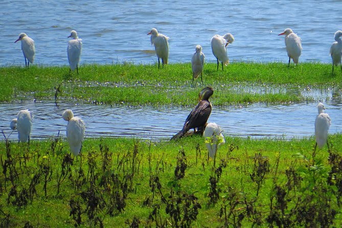 Yala National Park Safari from Hambantota Seaport - Wildlife Beyond Big Cats: What to Keep Your Eyes On