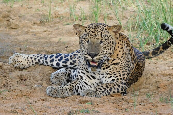 Yala National Park Safari from Hambantota Seaport - How to Plan Your Day Around a 4–5 Hour Safari