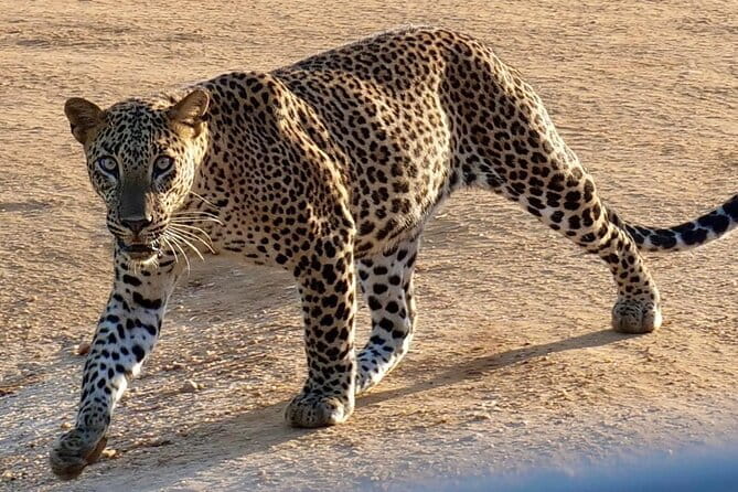 Yala National Park Safari from Hambantota Seaport - Who Should Book This Safari (and Who Might Want More Time)