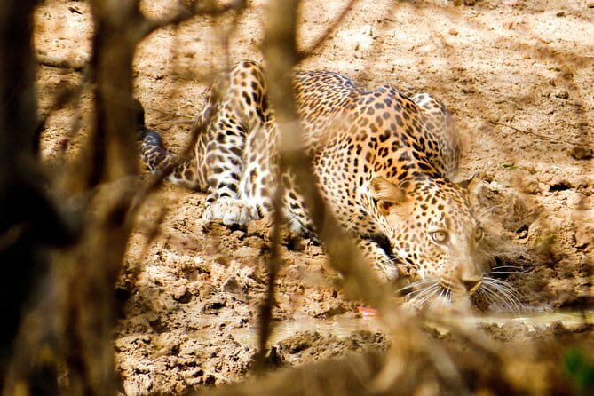 Yala National Park Safari from Hambantota Seaport - Why Yala’s Leopard Reputation Matters (and What It Really Means)