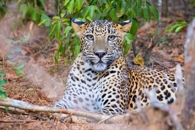 Yala National Park Safari from Weligama - Yala National Park From Weligama: The Real Reason This Works
