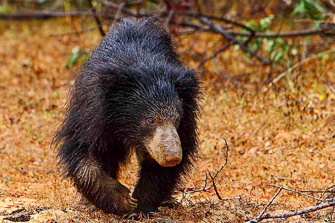 Yala National Park Safari from Weligama - Price and Value: Does $124 Make Sense Here?