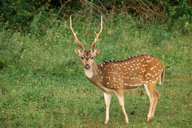 Yala National Park Safari from Weligama - The Safari Jeep: How Private Time Changes Your Chances