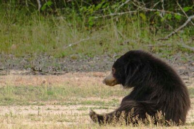 Yala National Park Safari from Weligama - The Day’s Schedule: How Timing Plays Into Wildlife
