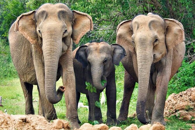 Yala National Park Safari from Weligama - Wildlife Targets in Yala: What You’re Likely to Look For