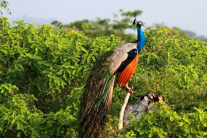 Yala National Park Safari from Weligama - The Main Risk: Guide Quality and What’s Included