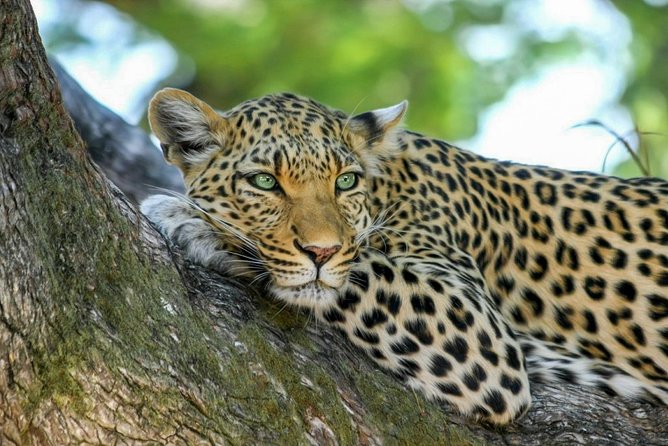 Yala National Park Safari from Weligama - Who This Tour Fits Best (and Who Might Want a Different Option)