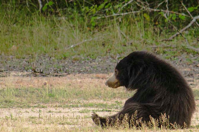 Yala National Park Safari from Weligama - The Day’s Schedule: How Timing Plays Into Wildlife
