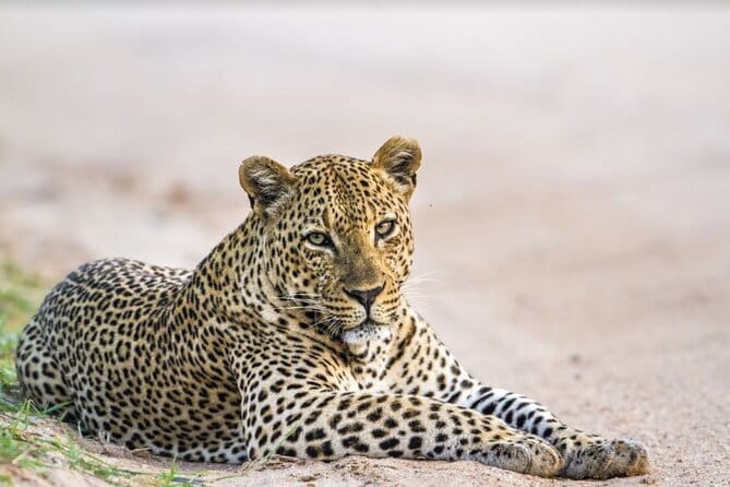 Yala National Park Safari - Half day and Full day - Key things to know before you go