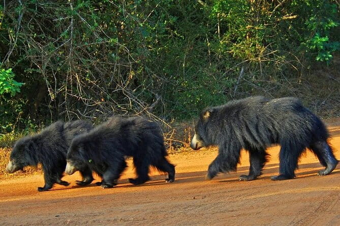 Yala National Park Safari - Half day and Full day - Yala Safari Setup: 4WD Jeep, Private Transport, and Real Comfort