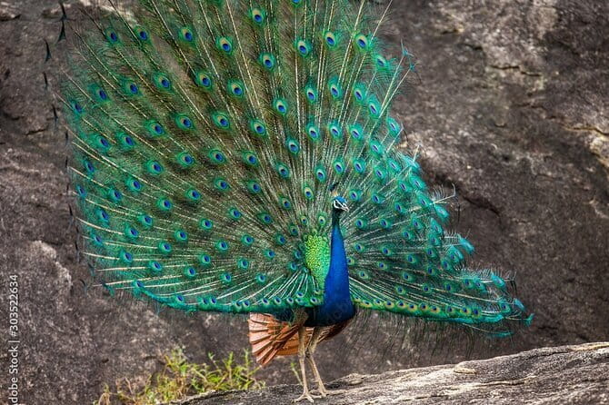 Yala National Park Safari - Half day and Full day - The Game Drive Experience: Leopards, Elephants, Sloth Bears, and Crocs