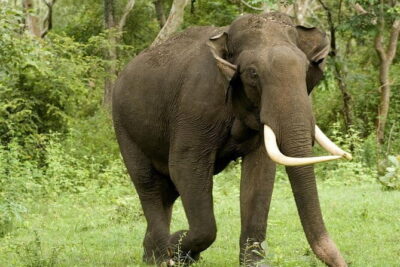Yala National Park Safari - Half day and Full day - Half-Day vs Full-Day: How to Choose Your Time in Yala