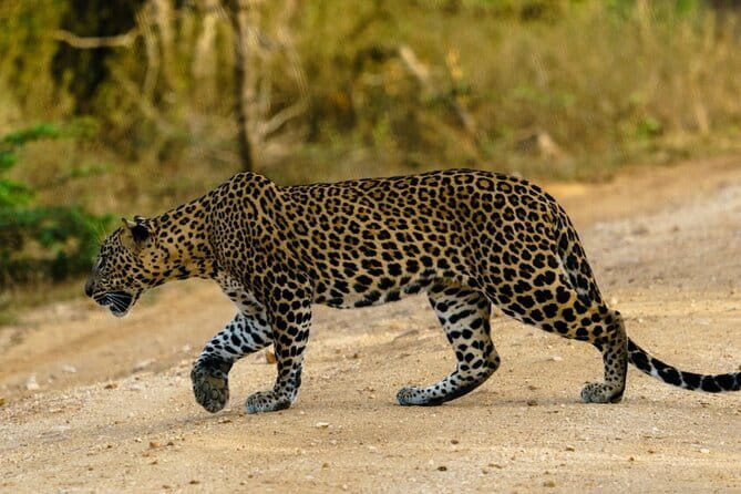 Yala National Park Safari - Half day and Full day - Eco-Friendly and Responsible Viewing: What That Looks Like in Practice