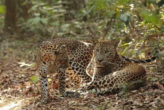 Yala National Park Safari - Half day and Full day - Who This Safari Suits Best