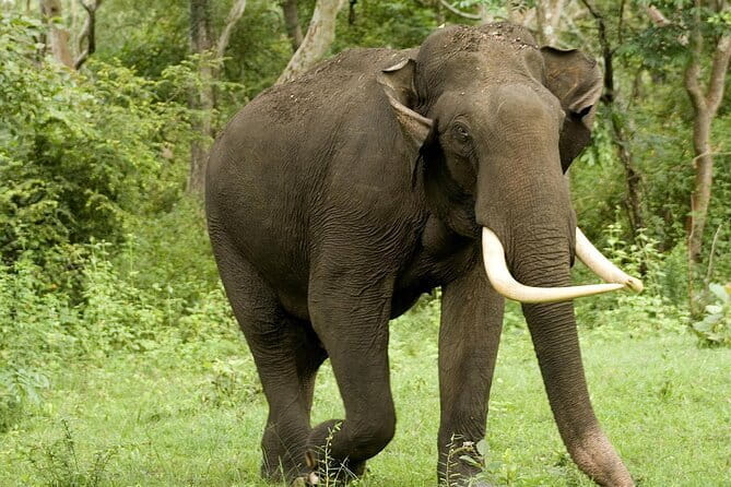 Yala National Park Safari - Half day and Full day - Half-Day vs Full-Day: How to Choose Your Time in Yala