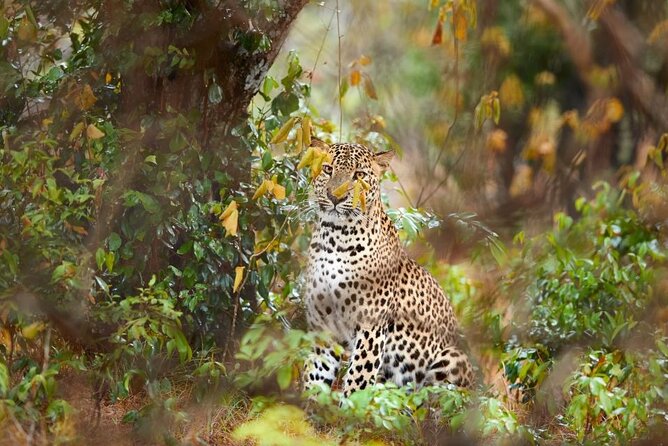 Yala National Park Safari | Jeep with Tickets - Key Highlights You’ll Care About