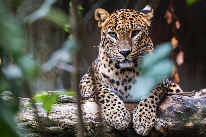 Yala National Park Safari | Jeep with Tickets - Your Yala Safari Start: Palatupana Gate and Timing