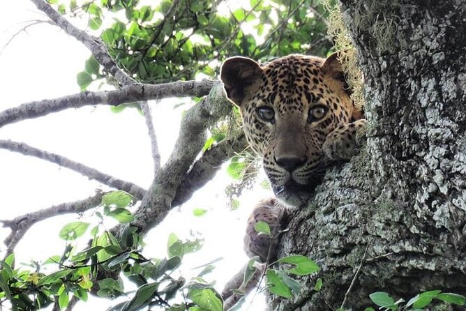 Yala National Park Safari | Jeep with Tickets - What Happens Once You’re Inside Yala