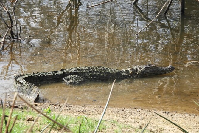 Yala National Park Safari | Jeep with Tickets - The Best Part: When Your Guide Finds the Animals