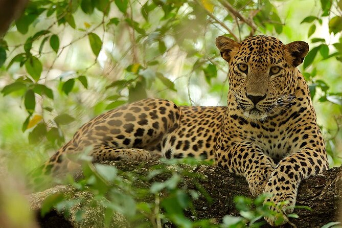 Yala National Park Safari | Jeep with Tickets - Price and Value: What $104 Covers (and Why It’s Not Just a Seat)