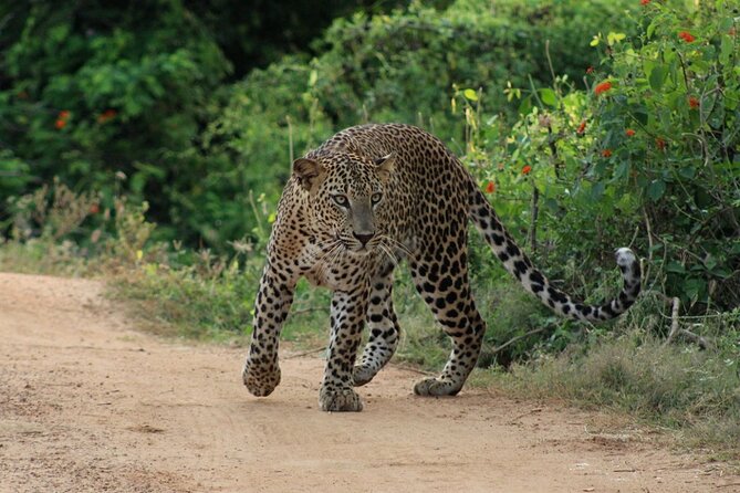 Yala National Park Safari | Jeep with Tickets - Practical Tips That Actually Help on Safari Days