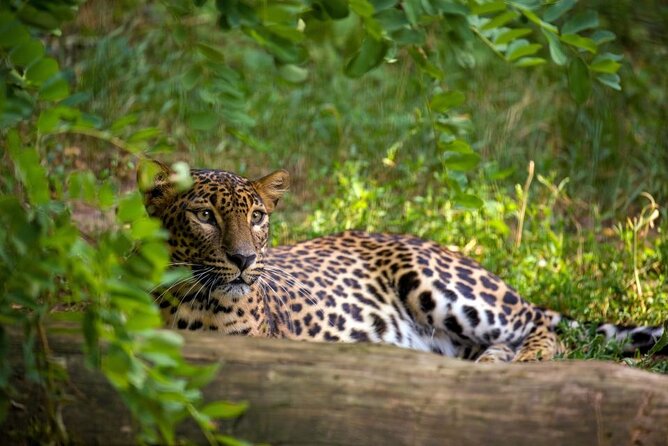 Yala National Park Safari | Jeep with Tickets - Who This Yala Safari Fits Best