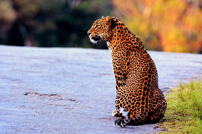 Yala National Park Safari : Special Guided Tour - The modified 4x4 safari vehicle and included binoculars