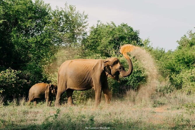Yala National Park Safari : Special Guided Tour - Who should book this Yala safari, and who might not love it