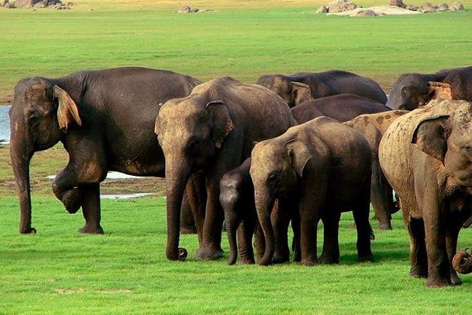 Yala National Park Safari : Special Guided Tour - Should you book this Yala National Park Safari: Special Guided Tour?